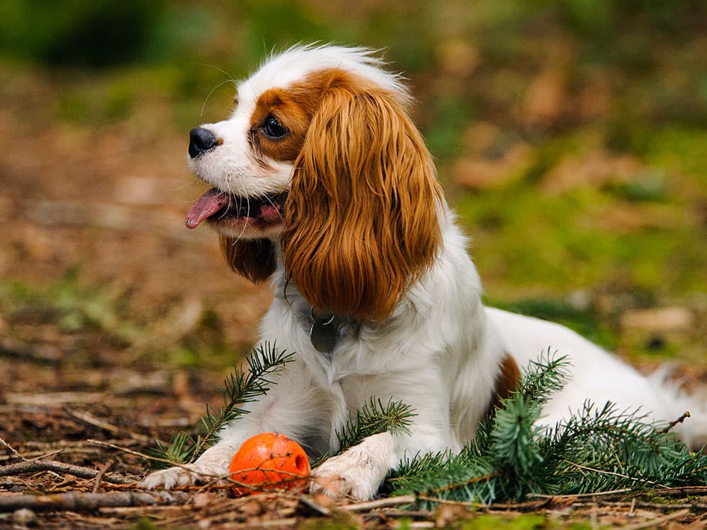 Cavalier King Charles Spaniel