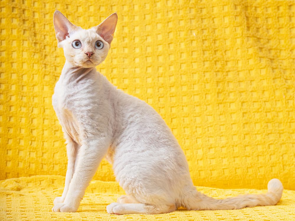 devon rex on yellow background