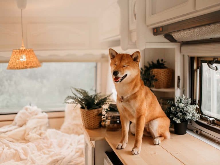 Shiba Inu