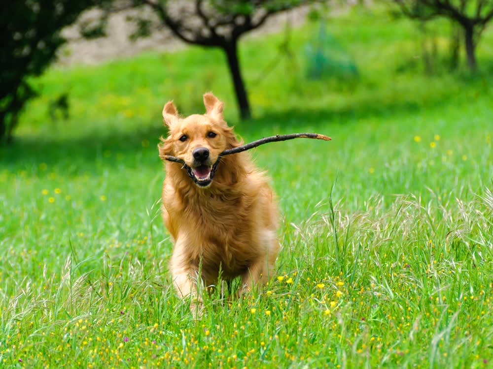 golden retriever running with stick