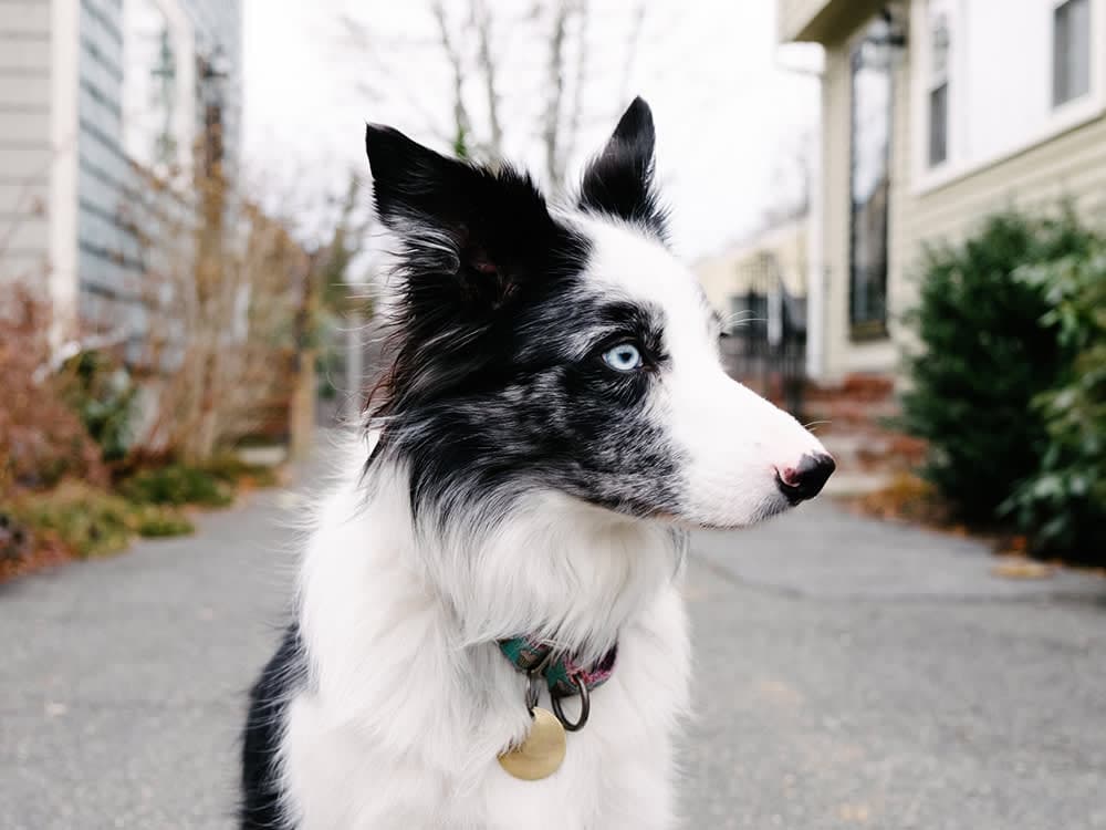 Border collie on street