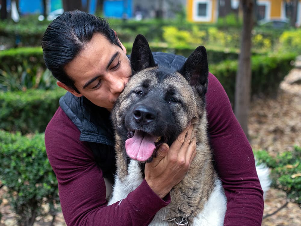Akita dog outdoors with a person
