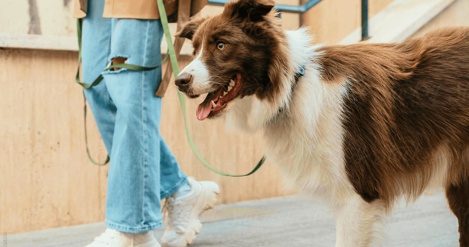 aussie dog being walked on leash