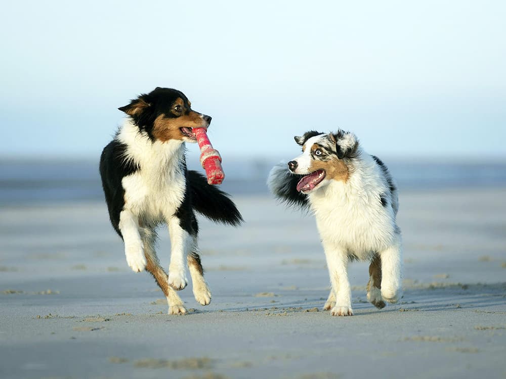 australian shepard dogs on beach