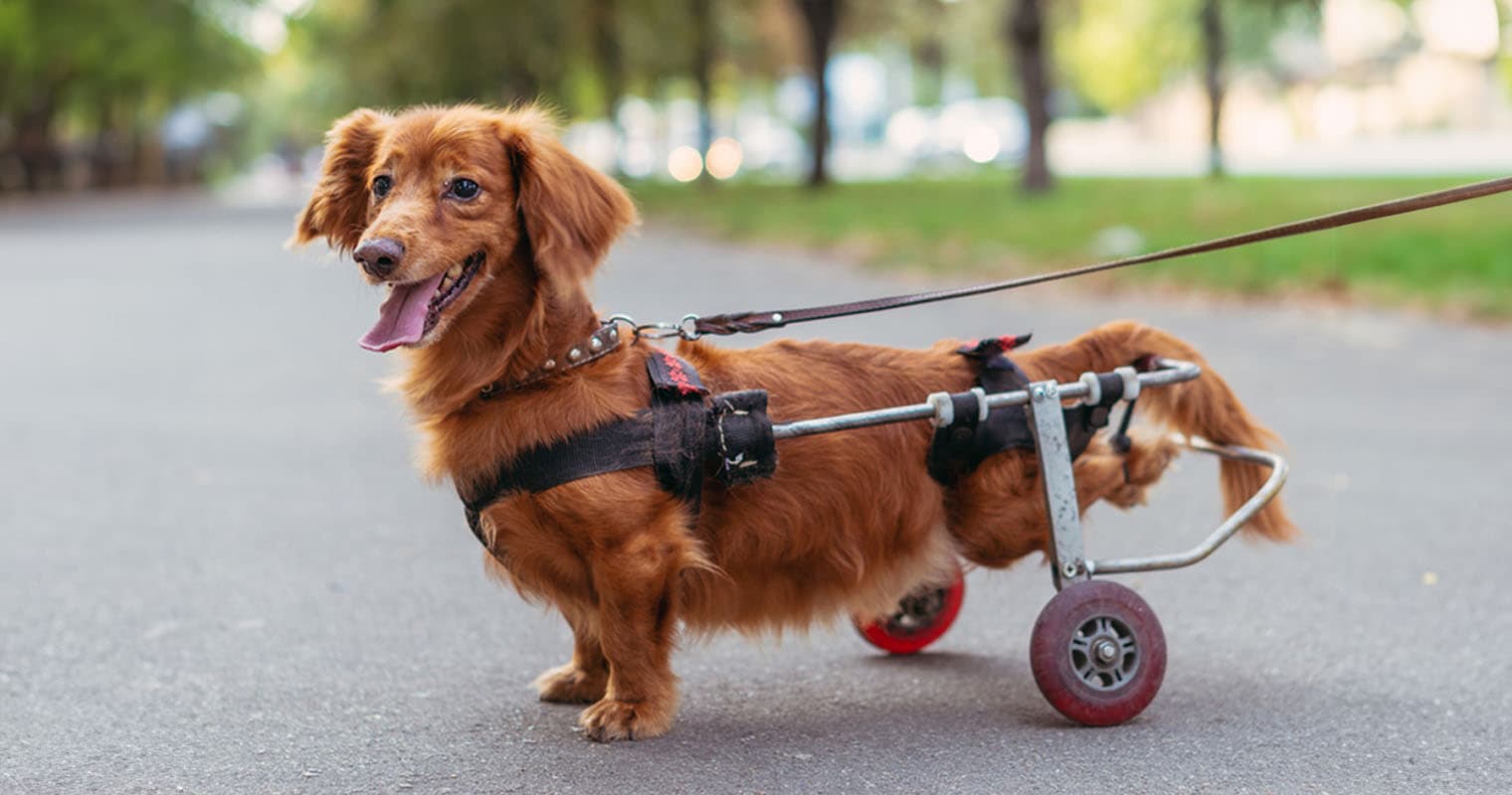 Why You Should Adopt a Special Needs Dog