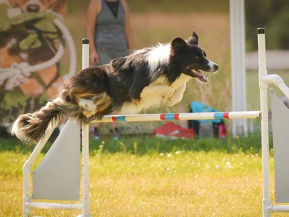 border collie jumping through agility course