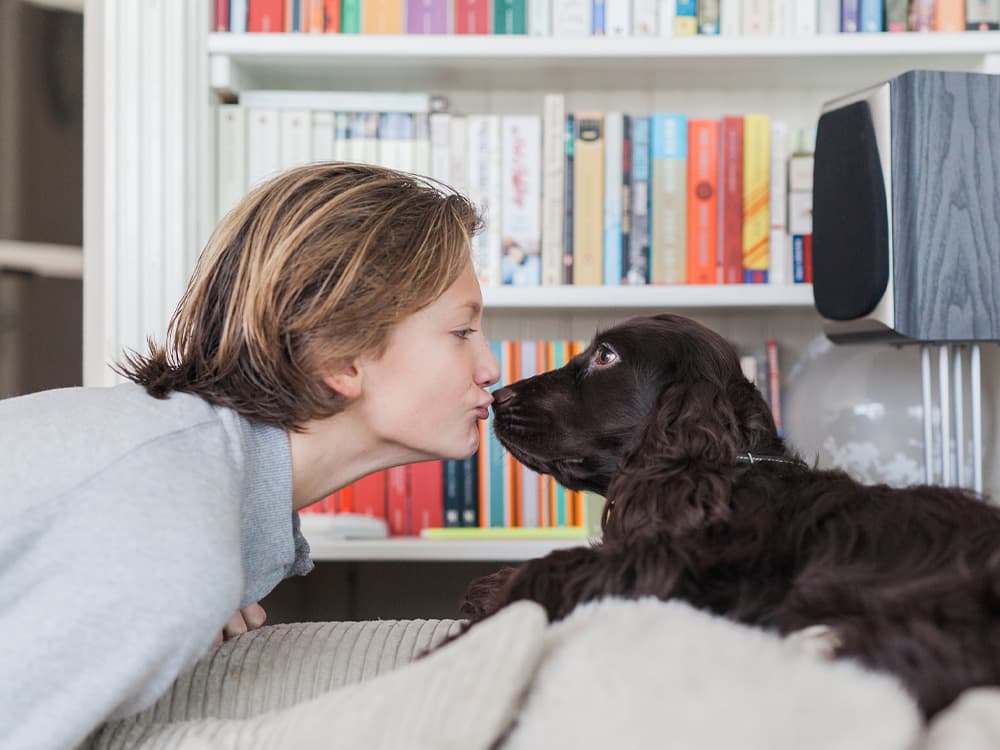 English Cocker Spaniel