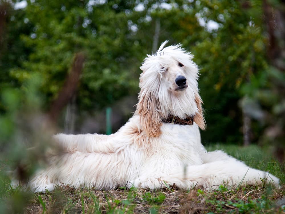 Afghan Hound on grass