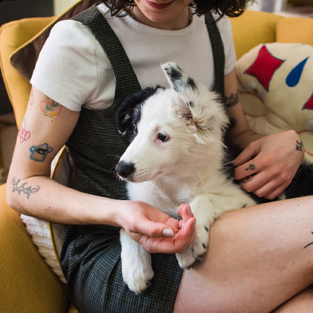 How Much Does A Dog Cost? Average Monthly Costs