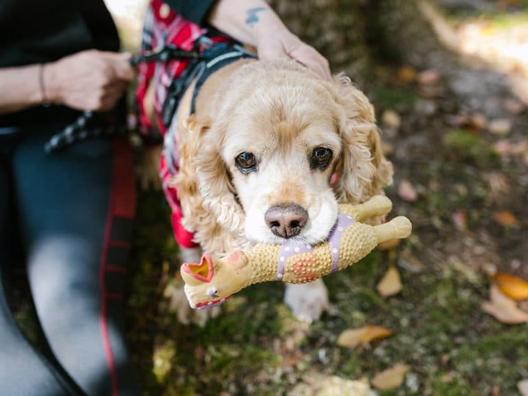 American Cocker Spaniel