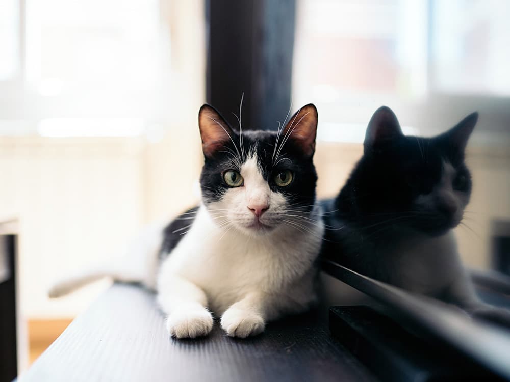 black and white domestic cat