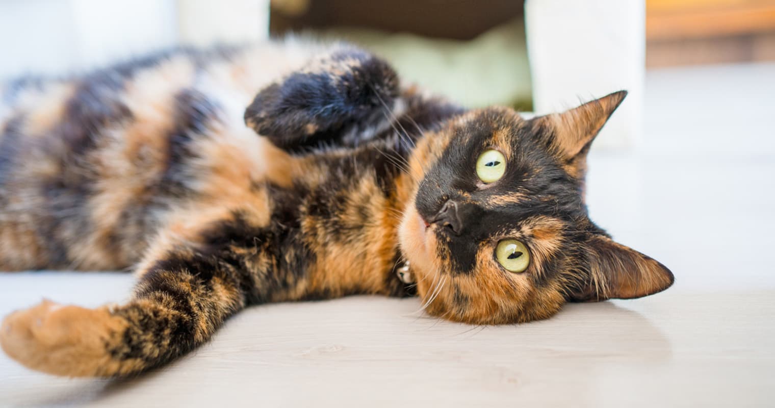 200+ Tortoiseshell Cat Names