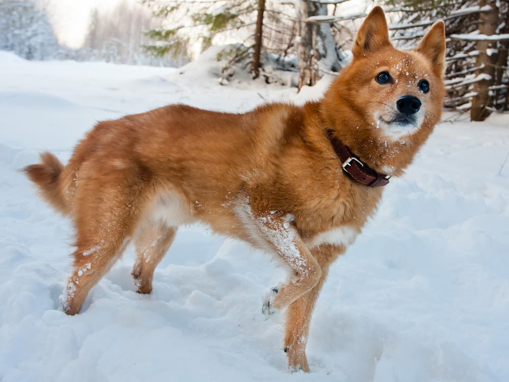Finnish Spitz