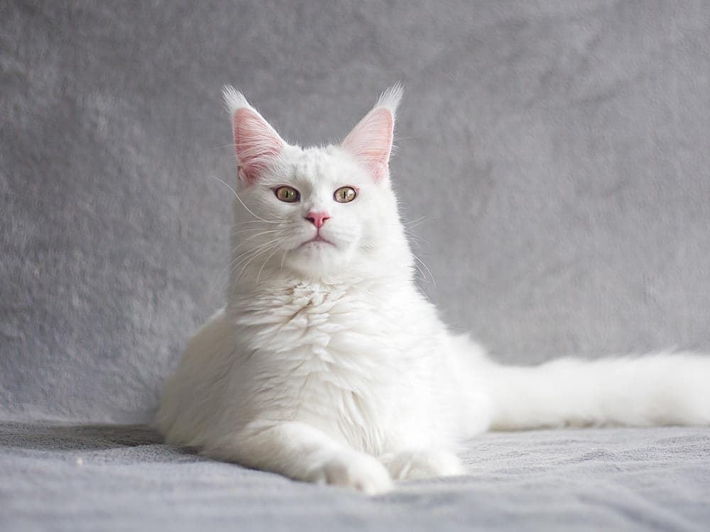 White turkish angora