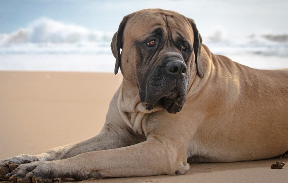How Do I Surrender My Mastiff?