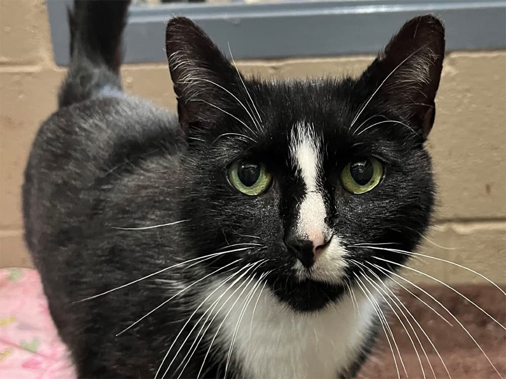 black and white adoptable cat in KY