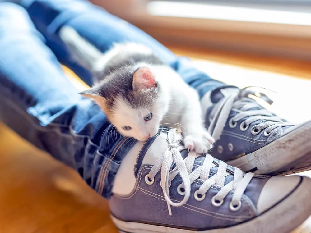 kitten exploring shoe lace
