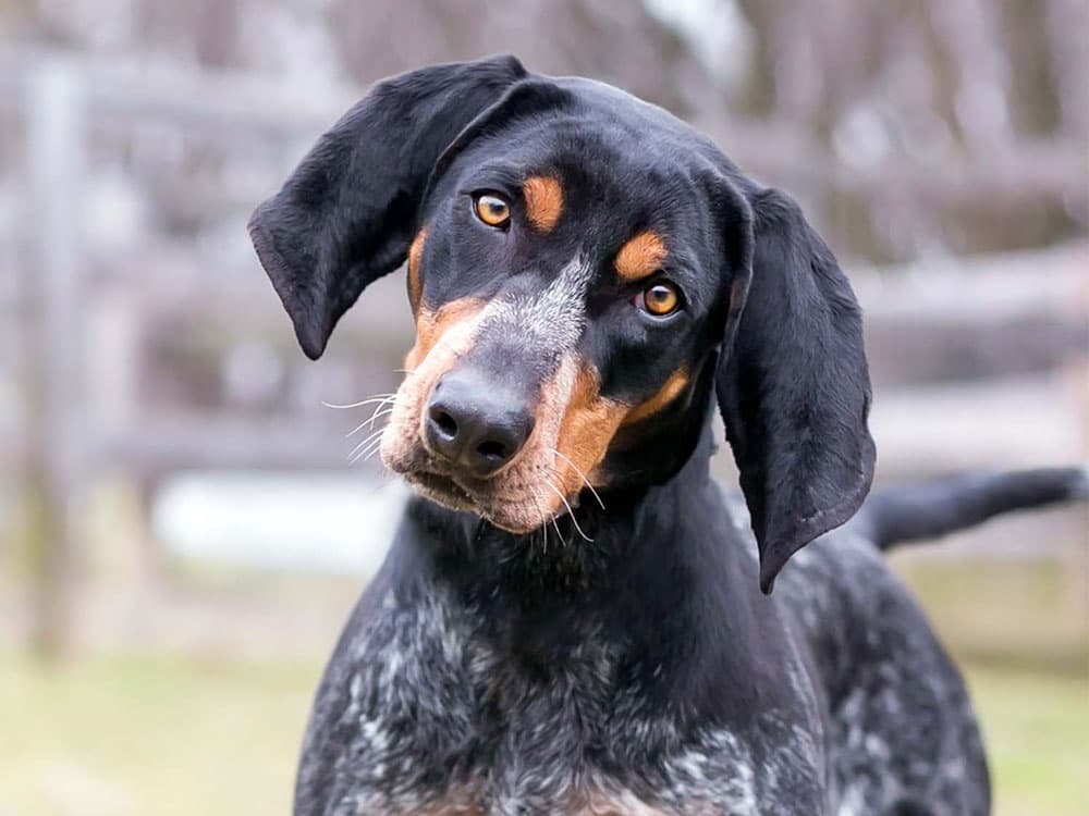 Bluetick Coonhound close up