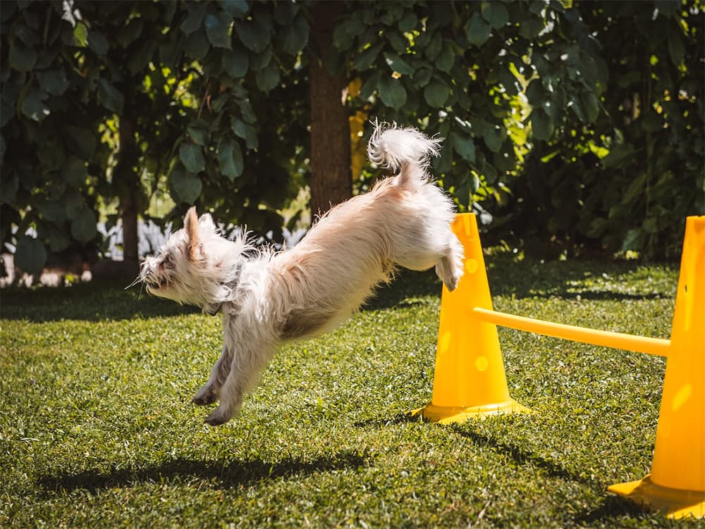 trained mixed breed dog doing agility
