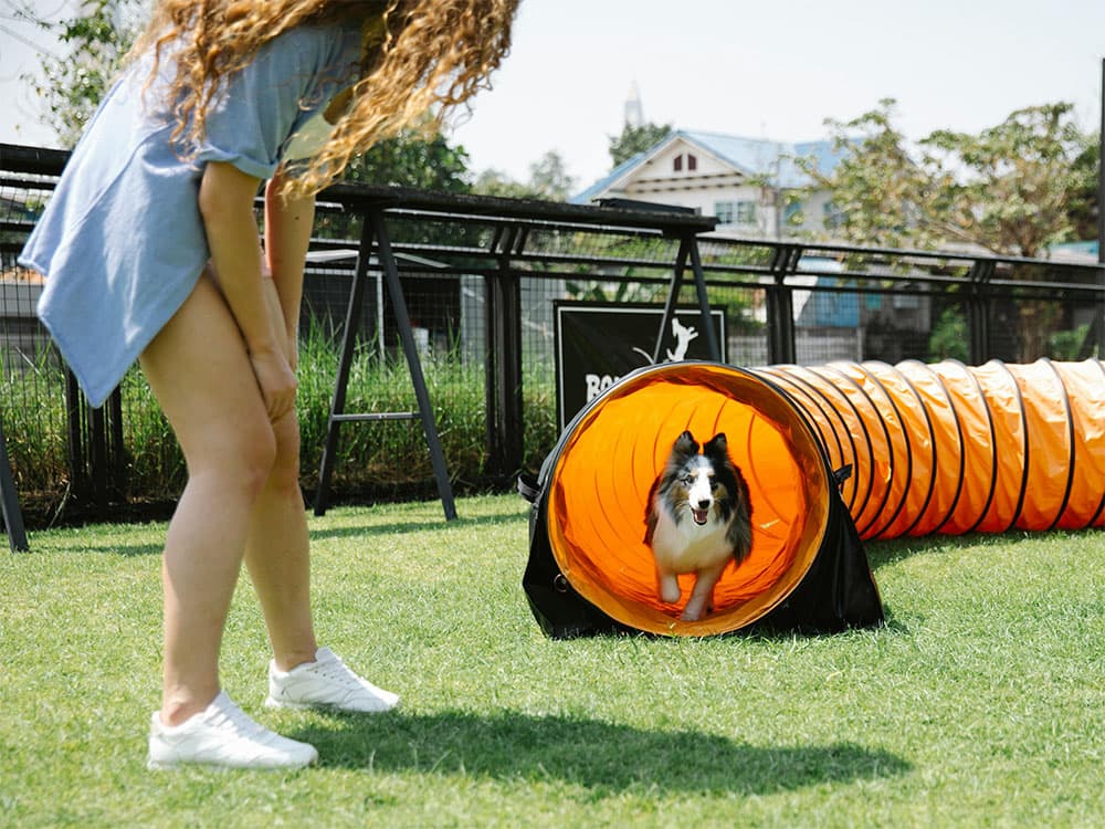 Shetland Shepdog in agility training