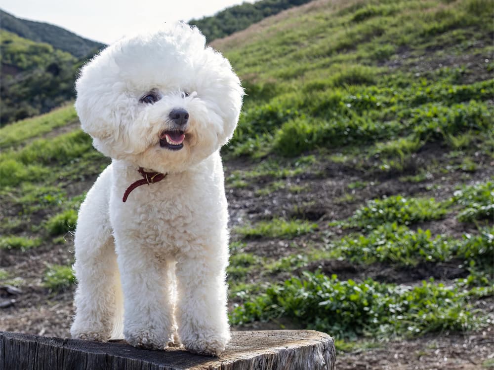 Trained Bichon Frise posing on stump