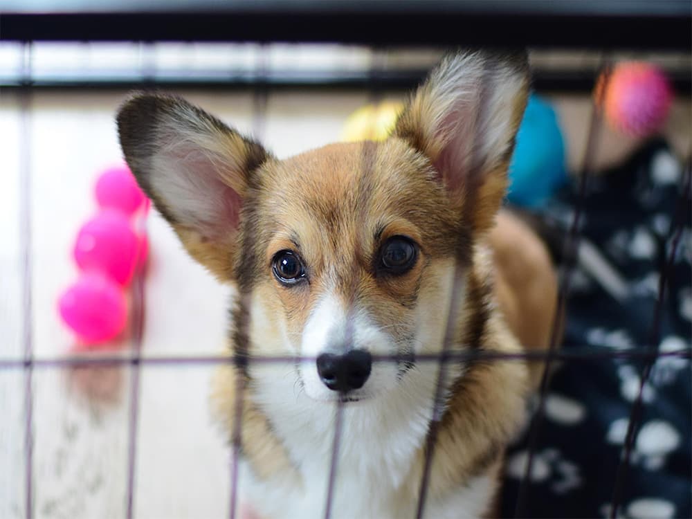 puppy getting ready to sleep in a crate