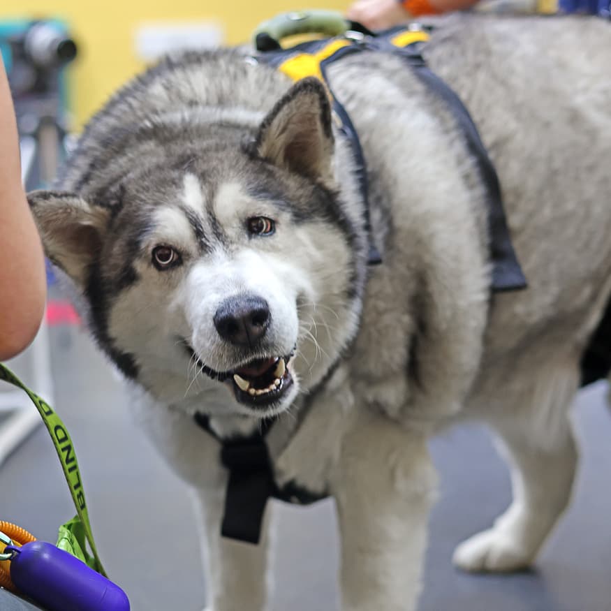 adoptable rescue dog in training