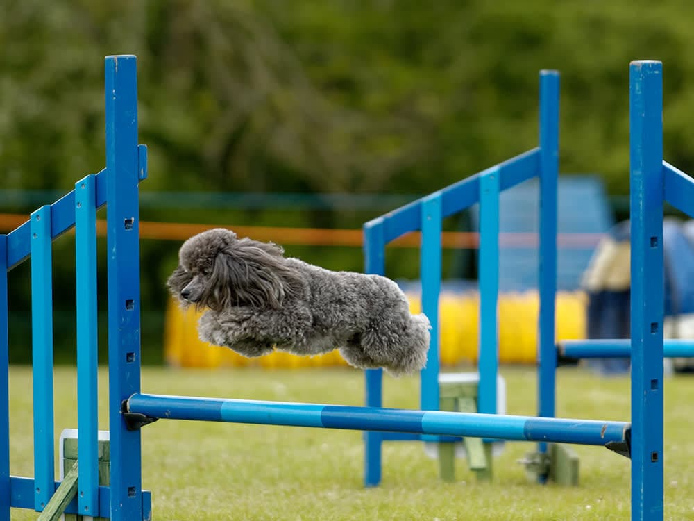 trained poodle jumping agility