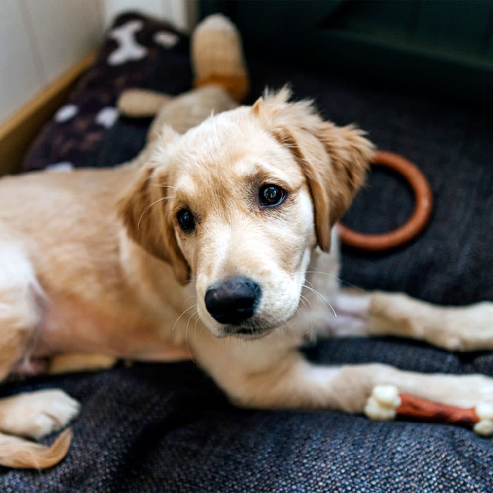 What to Do When You Get a Puppy