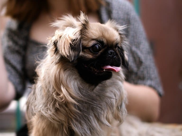Pekingese