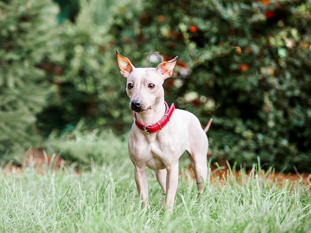 American Hairless Terrier