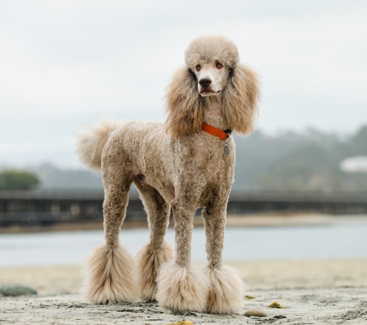 Do Standard Poodles bark a lot?