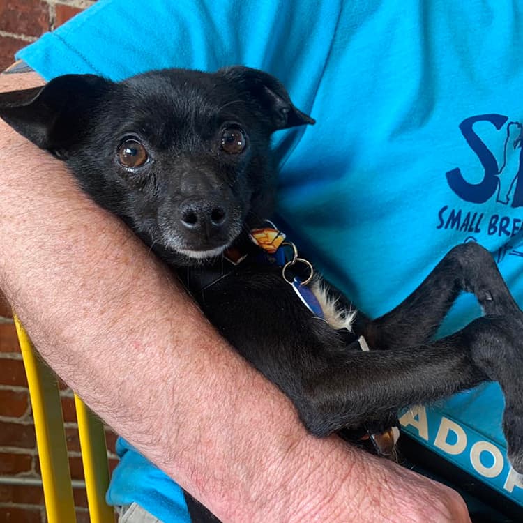 small dog breed rescued