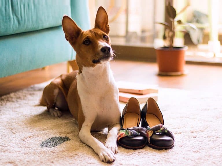 Basenji