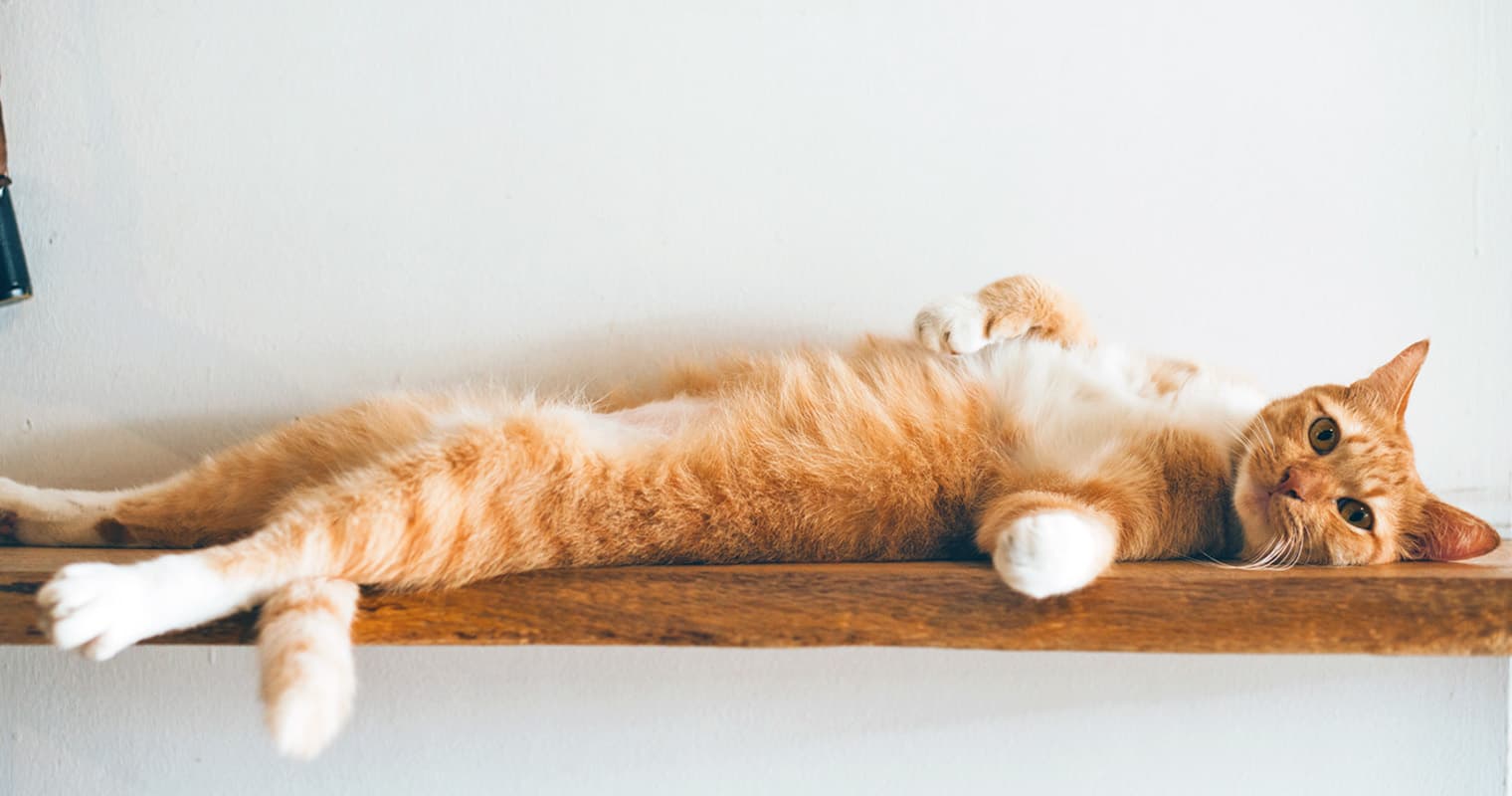 200+ Orange Cat Names for Your Ginger Companion